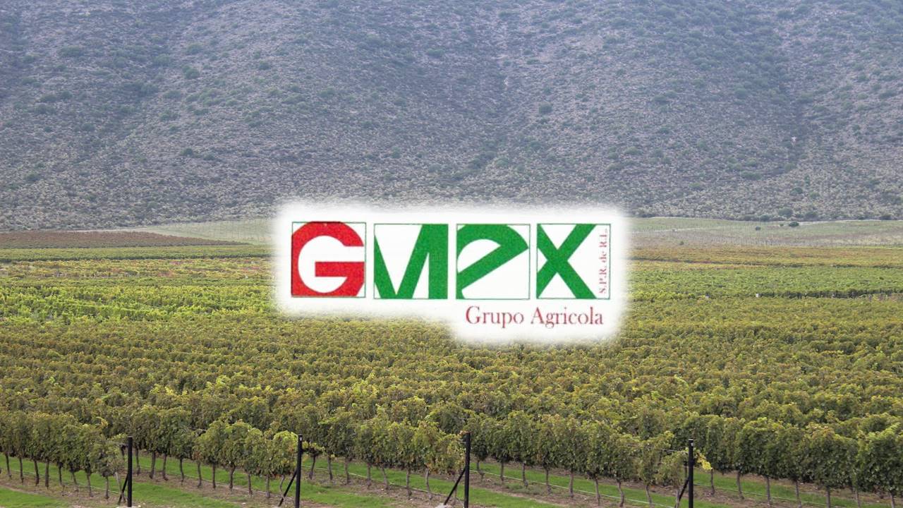 GMEX